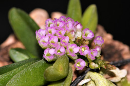 Schoenorchis Phitamii Miniature Orchid Mounted - £25.89 GBP