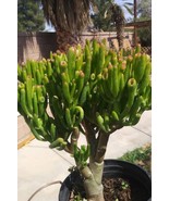 Crassula Ovata Gollum Tree (1 Gal. Pot) - $77.94 CAD