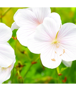 25 Kashmir White Geranium Seeds, Elegant Hardy Blooms, Perennial Garden ... - $12.99