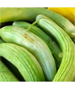 Qinglong Cucumber - 5 Seeds - $14.34
