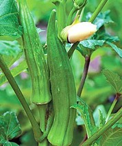 50 Okra Seeds Clemson Spineless Okra Super Vegetablegarden Beautiful USA Seller - £6.14 GBP