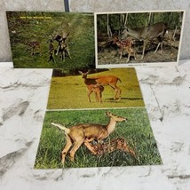 Collectible Postcard Lot Of 4 Deers Fawns Young White Tailed Triplets - $9.89