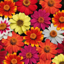 100+ Zahara Bonfire Mix Zinnia Seeds For Garden Planting - USA  - £4.23 GBP