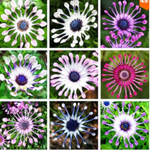 Osteospermum seeds,  Nature potted plant for home garden (Mix) - £8.24 GBP
