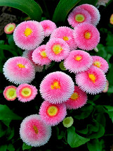 Bellfarm® Pink Mid Daisy Seeds - £7.84 GBP