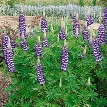 New Fresh Seeds Lupine Seed Lupinus Polyphyllus The Governor Flower Seed... - £15.45 GBP