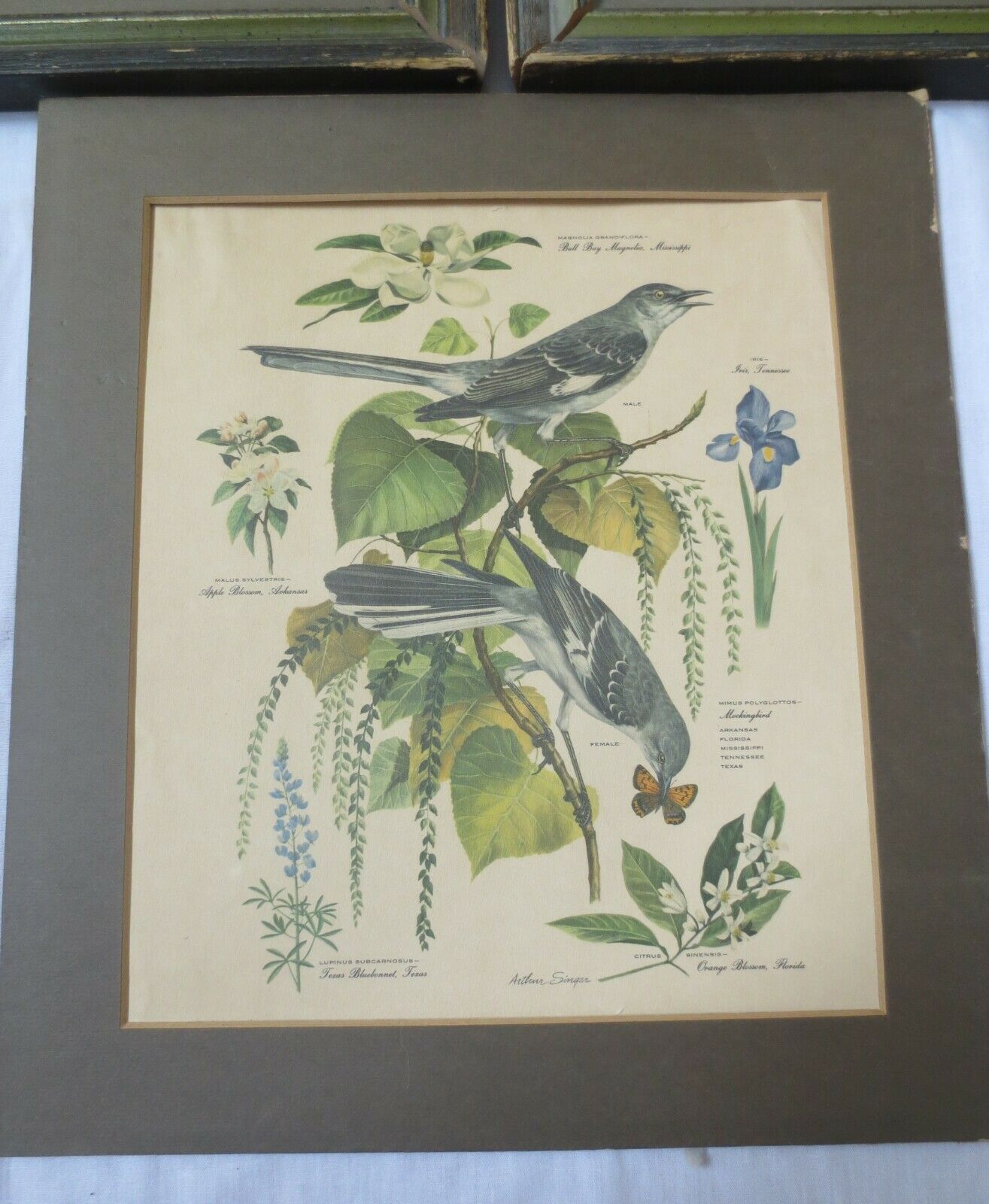 Primary image for VTG Arthur Singer Bird Prints # 1, 4 & 5 of  Series Robin Cardinal Mockingbird