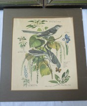 VTG Arthur Singer Bird Prints # 1, 4 &amp; 5 of  Series Robin Cardinal Mockingbird - £59.26 GBP
