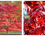 20 Seeds RED JAPANESE MAPLE Tree Bloodgood Ornamental Acer Palmatum - $26.93