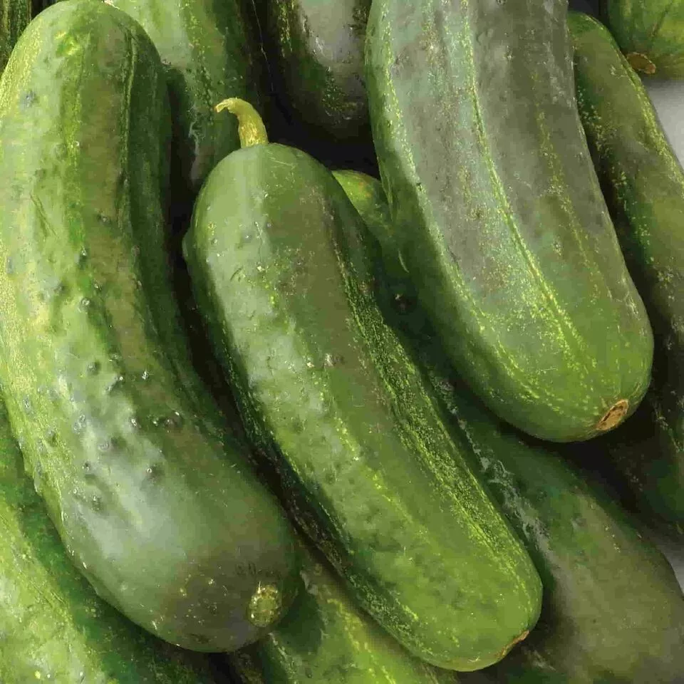 25 Seeds Illinois Cucumbers Vegetable Garden - £7.76 GBP