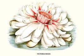 Lotus Flower - water lily by Louis Benoit Van Houtte #3 - Art Print - £17.27 GBP+