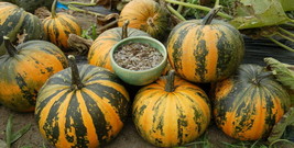 15 Pcs Japanese Striped Kakai Pumpkin Seeds #MNHG - £11.65 GBP