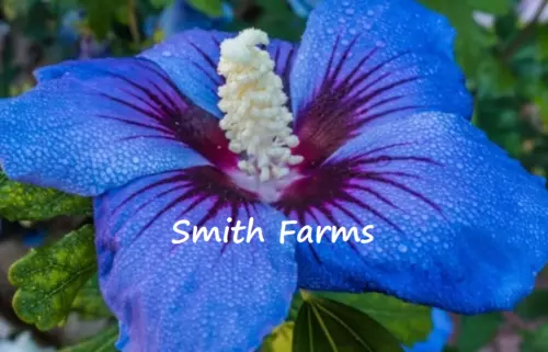 Blue Hibiscus Flower 25 Seeds  - $10.60