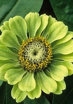 30 Giant Lime Green Zinnia Flower Seeds Long Lasting Annual - £14.37 GBP