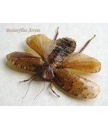 Real Cockroach Orange-Spotted Blaptica Dubia XL Framed Entomology Shadowbox - $68.00