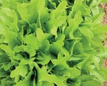 800 Seeds Oak Leaf Lettuce Seeds (1 Gram)  Fast Shipping - £7.20 GBP