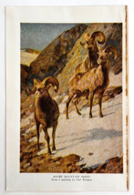 1927 Rocky Mountain Sheep Art Plate Color Book Print Wildlife Vintage F14C - $19.99