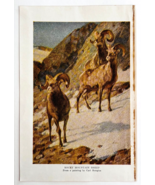 1927 Rocky Mountain Sheep Art Plate Color Book Print Wildlife Vintage F14C - $19.99