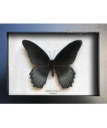 Great Black Mormon Papilio Memnon Real Butterfly Framed Entomology Shado... - $85.56 CAD