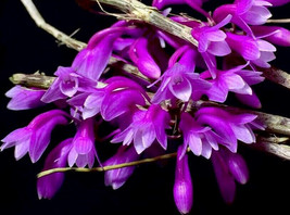 DENDROBIUM RAMOSII SMALL ORCHID POTTED - $41.65