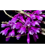 DENDROBIUM RAMOSII SMALL ORCHID POTTED - £38.53 GBP