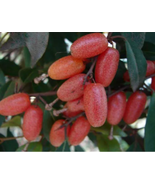 Elaeagnus multiflora Silverberry Goumi Berry 5 Seeds - £10.65 GBP