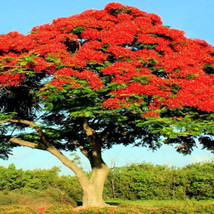 From Usa Royal Poinciana Red Flame Tree Seeds Delonix Regia Tropical Flamboyant - £7.43 GBP