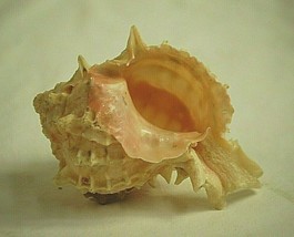 4&quot; Pink Apple Murex Sea Shell Nautical Ocean Beach Decor Seashell Tropic... - £13.22 GBP