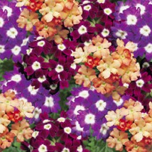 New Seeds 1R3D3 Verbena Seeds Obsession Wine &amp; Cheese 25 Thru 500 Seeds Verbena  - £14.19 GBP