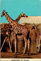 Postcard - Uganda Giraffe, San Diego Zoo - San Diego, California (CC2) - £6.58 GBP