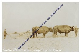 rp11856 - Sussex Black Oxen ploughing at Lewes - print 6x4 - $2.80