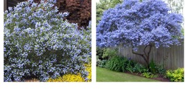 Creeping Mountain Lilac 25 Seeds Tree Flowers Perennial Flower - £17.62 GBP
