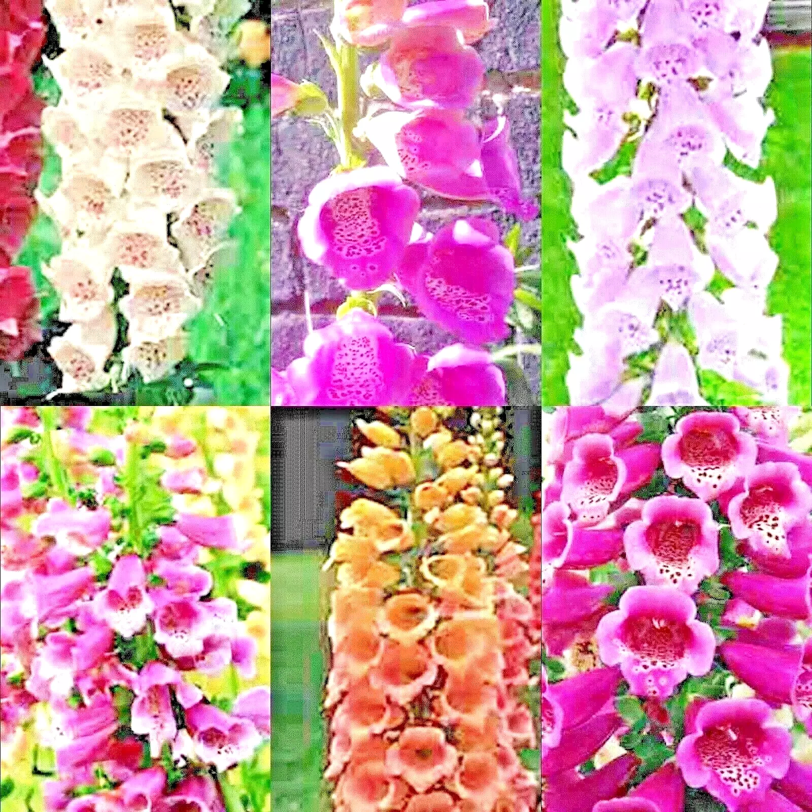 3000+ Foxglove Mix Seeds Autumn Perennial Flowers Excelsior Hummingbirds - £11.92 GBP