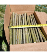 25 Austree Hybrid Willow Hedge Cuttings Fast Growing Privacy Tree 18 inches - $103.01 CAD