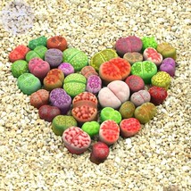 BELLFARM Lithops Mixed 10 Types of Living Stones Seeds 10 seeds mixed green red  - £7.80 GBP