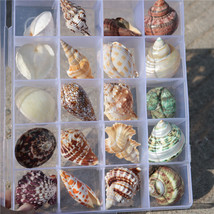 20 pcs Shell Conch Marine Life Collection Gift Box with Different Types - £39.38 GBP
