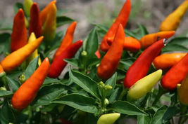 25 Seeds Super Chili Pepper Vegetables Garden - £7.56 GBP