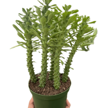 Euphorbia 'Sausage Spurge'-4"Pot - $714.53 MXN
