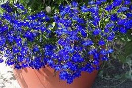 Lobelia- Marine Blue- 100 Seeds Tera Store - £4.78 GBP