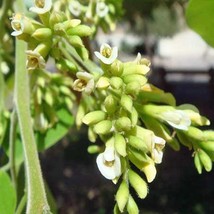 Dalbergia Sissoo North Indian Rosewood 25 Seeds Usa Fast Shipping - $19.20