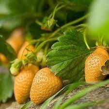 300 PCS Seeds Giant Strawberry - $6.94