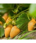 300 PCS Seeds Giant Strawberry - $131.54 MXN