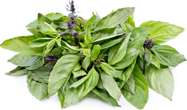 Indian Basil HEIRLOOM Family inherited 300+ seeds Strong Flavor 100% Org... - $4.79