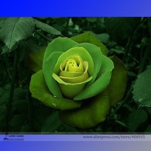  Dark Green Light Green Rose Flower 50 Strong Flowers E3270 Seeds - £4.73 GBP