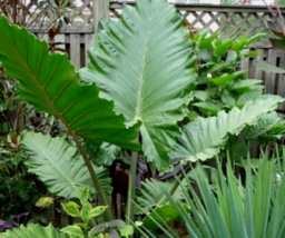 1 Pcs Starter Plant 8&quot; Tall Elephant Alocasia Portora Tropical Plant | RK - £26.28 GBP