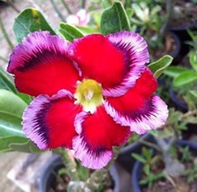 1PC Desert Rose Seed Rose Red Single Petal with Light Purple Edge - $6.99
