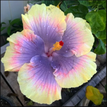 20 Light Yellow Pink Purple Hibiscus Seeds Flowers Seed Perennial Bloom - £11.97 GBP
