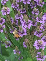 THJAR 400 seeds Verbena Hastata Blue Vervain Perennial attracts bees + gift - £5.62 GBP