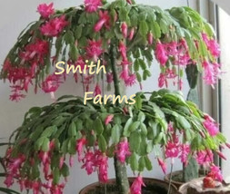 SL 30+ Seeds Pink Christmas Cactus Flowering Tree Garden Plants - $4.50