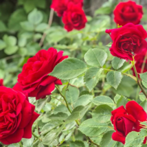 Chinese Rose Tree Bonsai Dark Red Doubel Flowers 100 PCS Seeds - $11.54